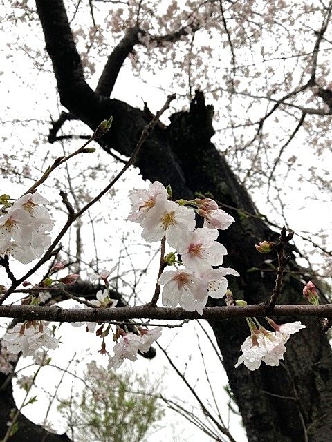 桜推し～近所の桜並木
