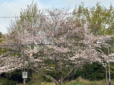 桜満開～お花見日和～
